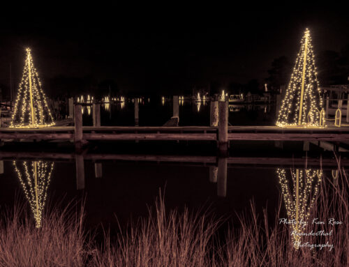 The History of the Holiday Trees on Town Creek in Oxford, Maryland